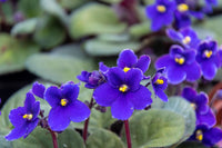 African Violet Flower seeds for Planting Long Bloom Season Heirloom & GMO Free Seeds for Home Garden