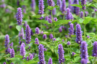 Purple Fragrant Flower seeds for Planting Drought Tolerant Heirloom & GMO Free Seeds for Home Garden 
 
 Sale