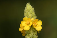 Verbascum Thapsus (Great Mullein) Plant Seeds for Vibrant Flowering and Gardening Enthusiasts