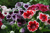 Red Yellow Gloxinia Sinningia Flower Seeds for Planting Drought Tolerant Heirloom & GMO Free Seeds for Home Garden  Sale