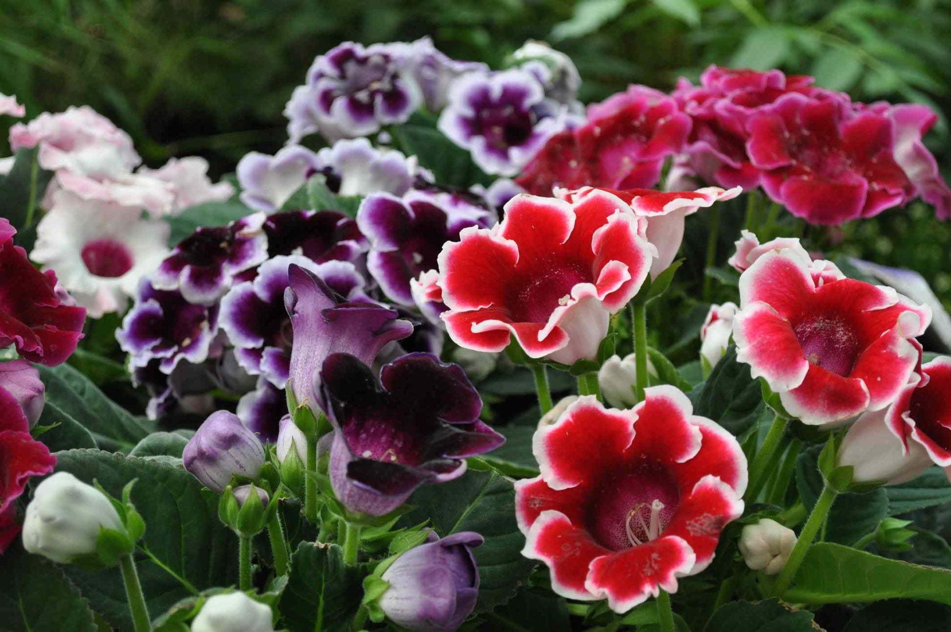 Mixed Gloxinia Flower seeds for Planting Cottage Garden Essential Heirloom & GMO Free Seeds for Home Garden 
 
 Sale