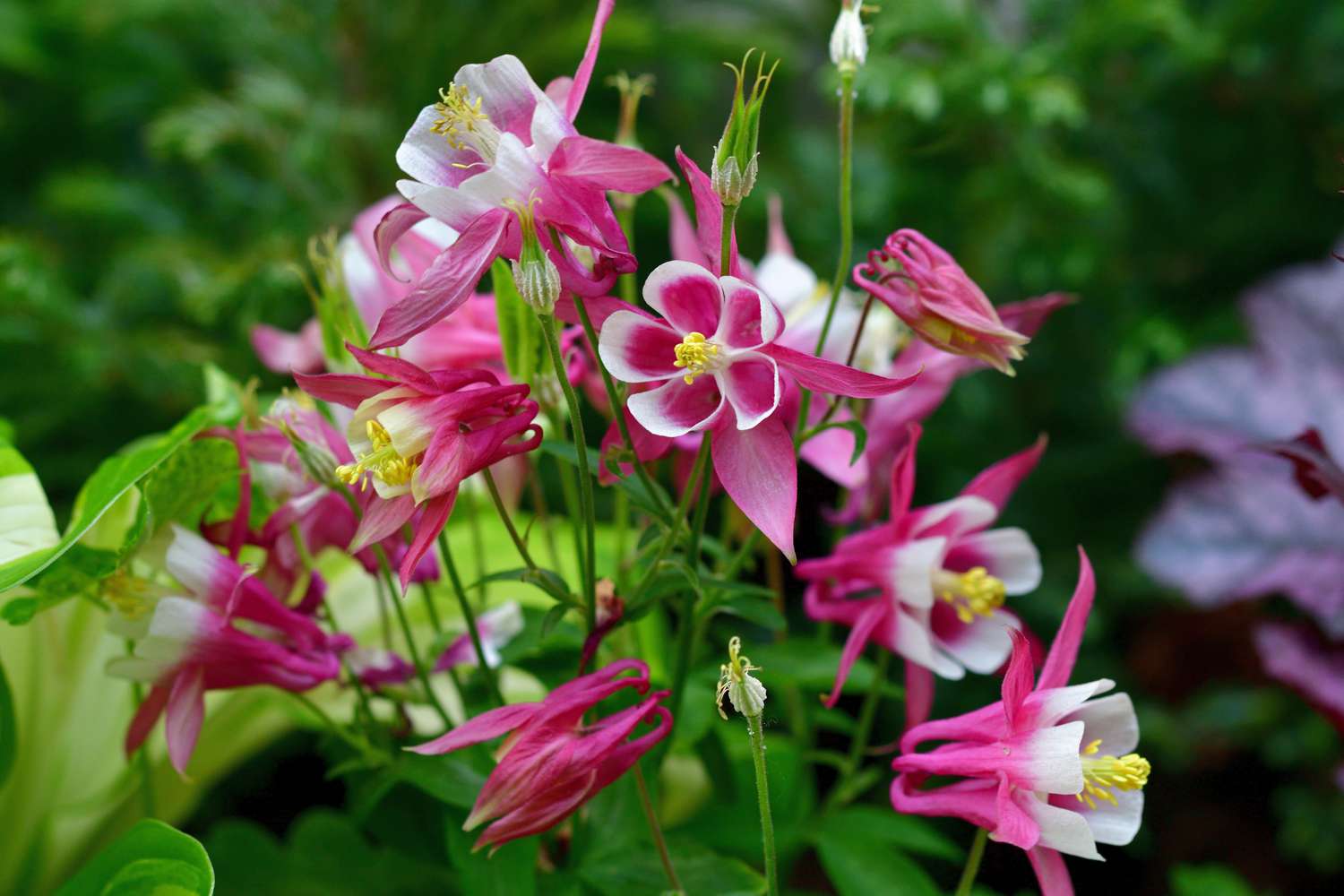Aquilegia Flower seeds for Planting Drought Tolerant Heirloom & GMO Free Seeds for Home Garden