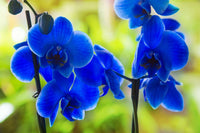 Blue Phalaenopsis Flower Seeds for Planting