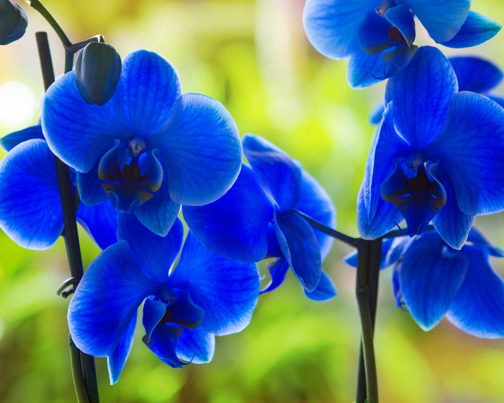 Deep Blue Phalaenopsis Orchid Flower seeds for Planting - Low Maintenance, Heirloom & GMO Free Seeds for Home Garden