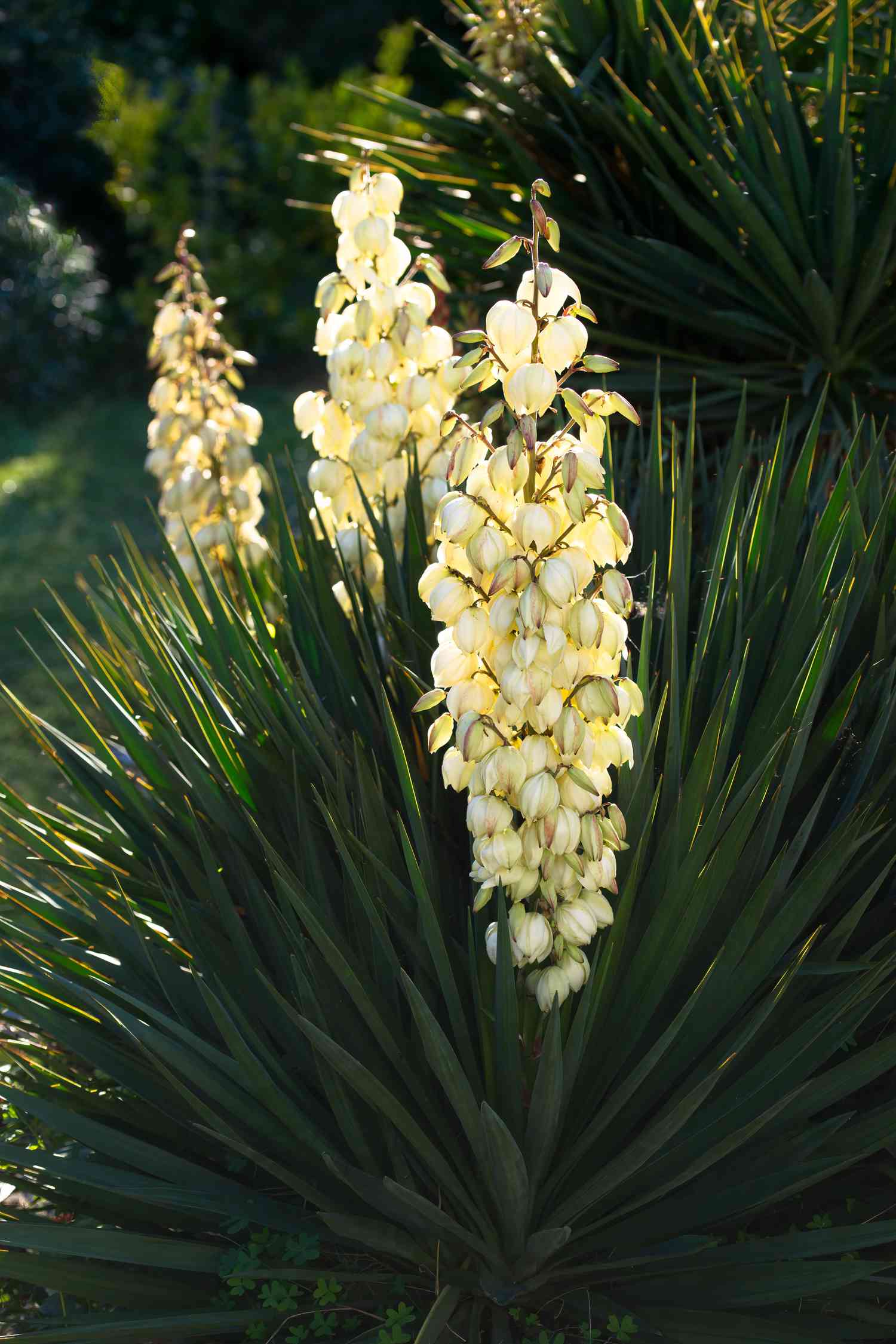 White Yucca Tree Planting Seed Perfect for Gardens