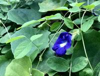 Planting Guide for Blue Clitoria Flower Seeds