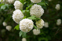 Hydrangea White Flower seeds for Planting - Colorful Display, Heirloom & GMO Free Seeds for Home Garden