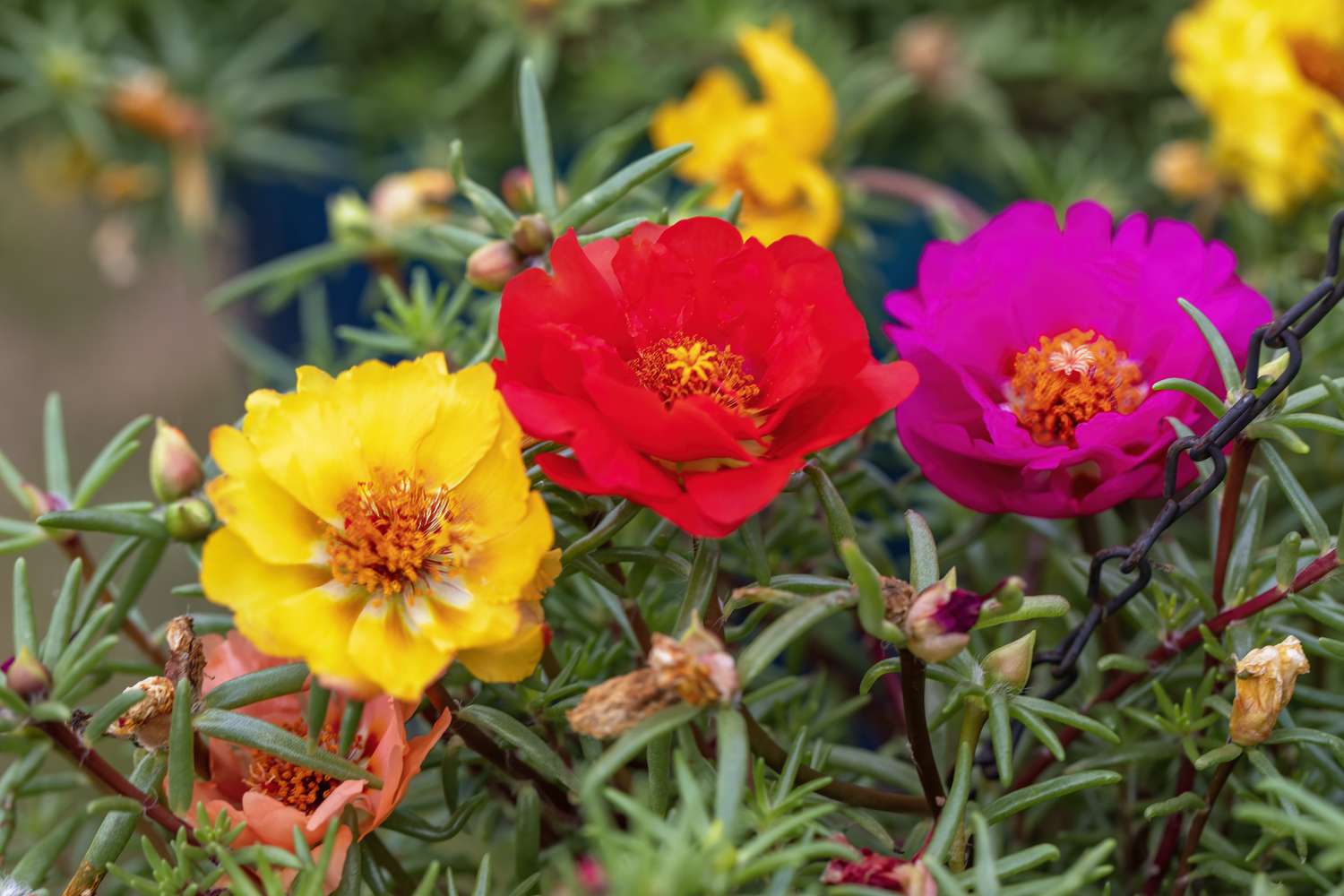 Portulaca Grandiflora Flower seeds for Planting Seasonal Bloomer Heirloom & GMO Free Seeds for Home Garden 
 
 Sale