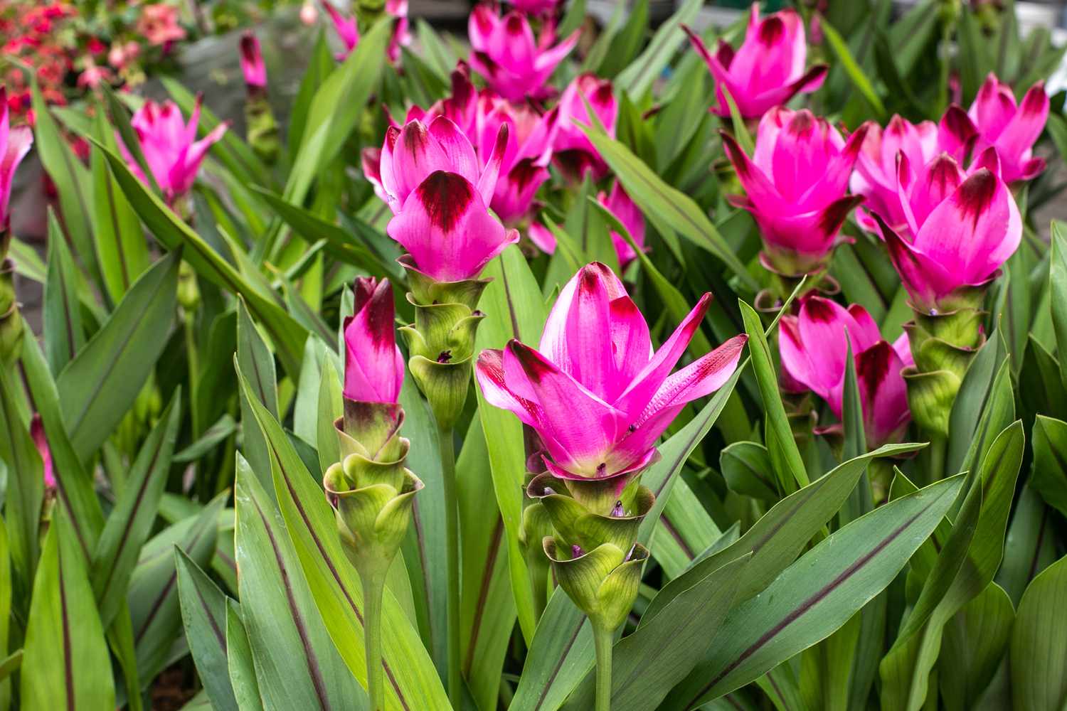 Curcumae Flower seeds for Planting Wildflower Mix Heirloom & GMO Free Seeds for Home Garden
 
 Sale