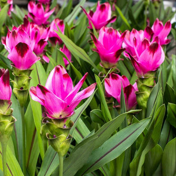 Curcuma Flower seeds for Planting - Seasonal Bloomer, Heirloom & GMO Free Seeds for Home Garden
