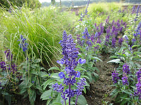 Sage Seeds for Planting  Perennial Garden Beauty