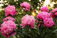 Peony Flower Seeds for Classic, Bold Garden Blooms