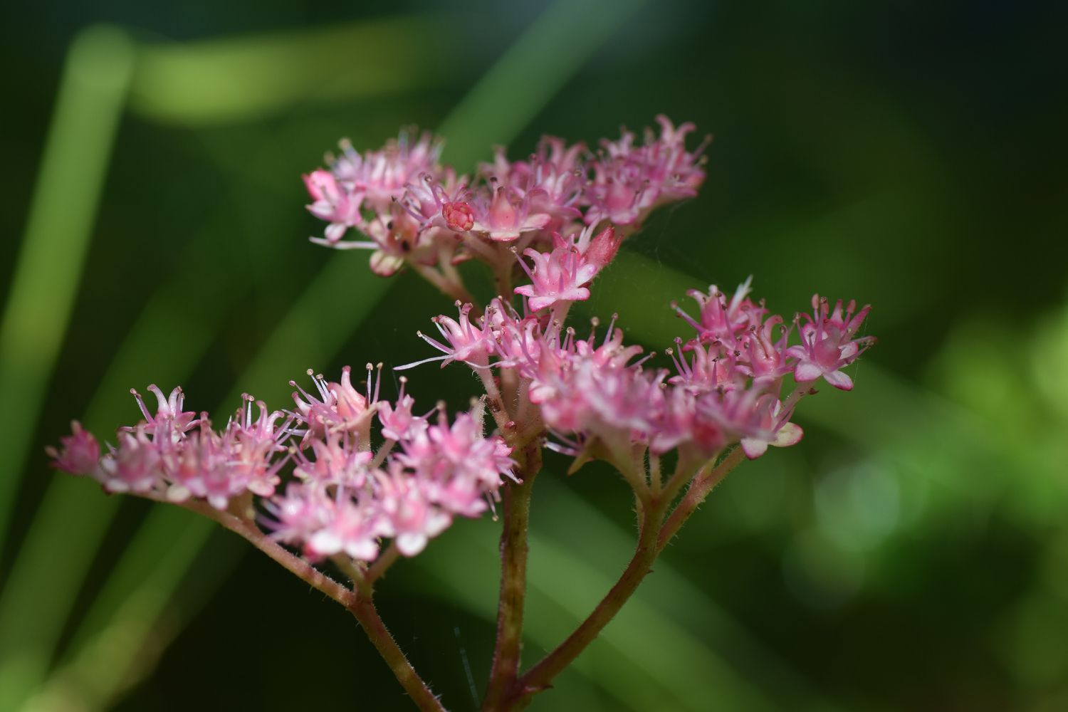 Rodgersia Flower seeds for Planting Wildflower Mix Heirloom & GMO Free Seeds for Home Garden