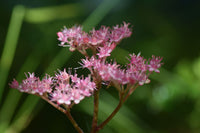 Rodgersia Flower seeds for Planting Wildflower Mix Heirloom & GMO Free Seeds for Home Garden