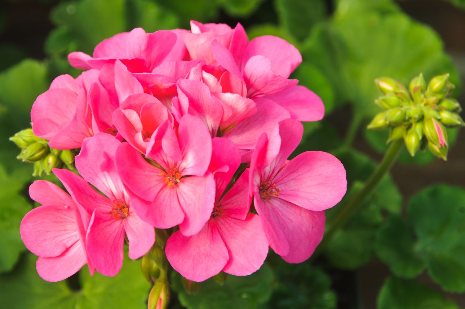 Pink Yellow Geranium Flower seeds for Planting - Colorful Display, Heirloom & GMO Free Seeds for Home Garden