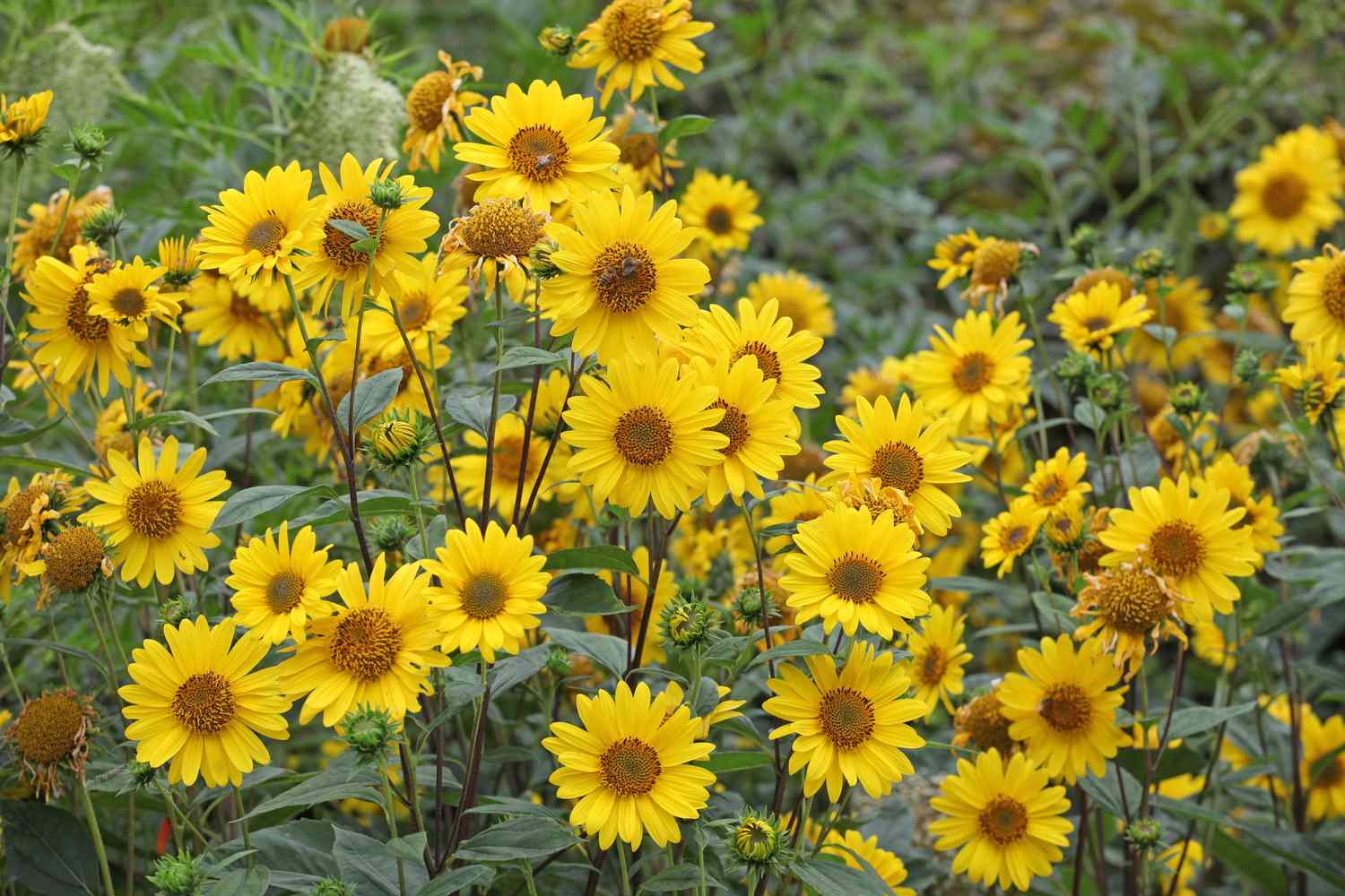 Yellow Mini Sunflower Seeds for Planting, Heirloom Non-GMO, High Germination Organic Garden Seeds