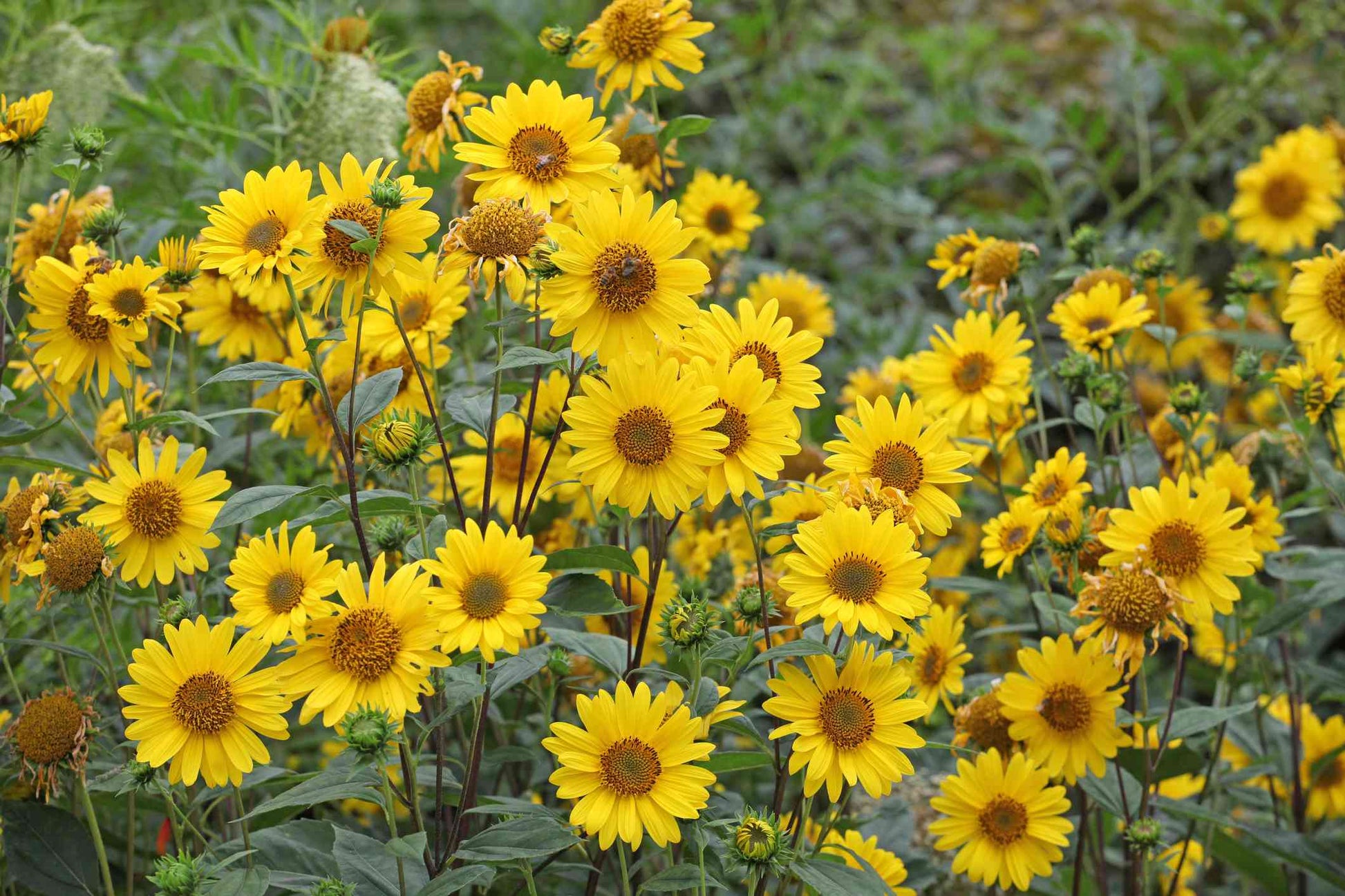 Yellow Sunflower Flower seeds for Planting - Fragrant Blossoms, Heirloom & GMO Free Seeds for Home Garden