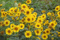 Yellow Sunflower Flower seeds for Planting - Fragrant Blossoms, Heirloom & GMO Free Seeds for Home Garden