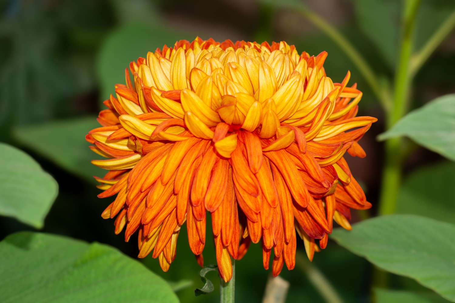 Red Yellow Chrysanthemum Flower seeds for Planting - Bright Blooms, Heirloom & GMO Free Seeds for Home Garden