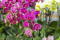 Mixed Phalaenopsis Orchid Seeds for Planting