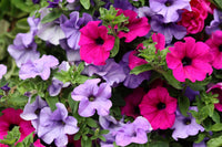 Petunias Mix Flower Planting Seeds for Vibrant Gardens