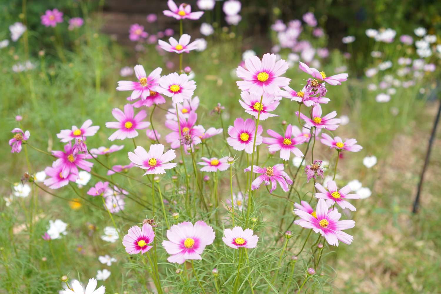 Cosmos Flower seeds for Planting Shade Tolerant Heirloom & GMO Free Seeds for Home Garden