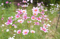 Cosmos Flower seeds for Planting Shade Tolerant Heirloom & GMO Free Seeds for Home Garden