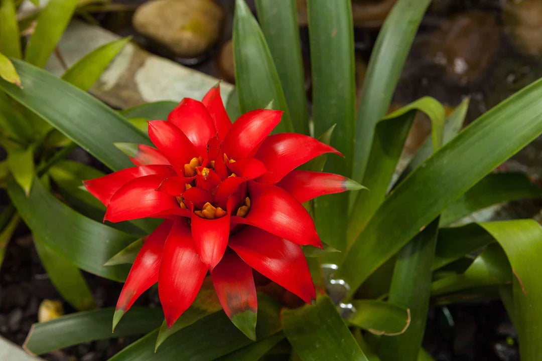 Hechtia Flower seeds for Planting - Seasonal Bloomer, Heirloom & GMO Free Seeds for Home Garden