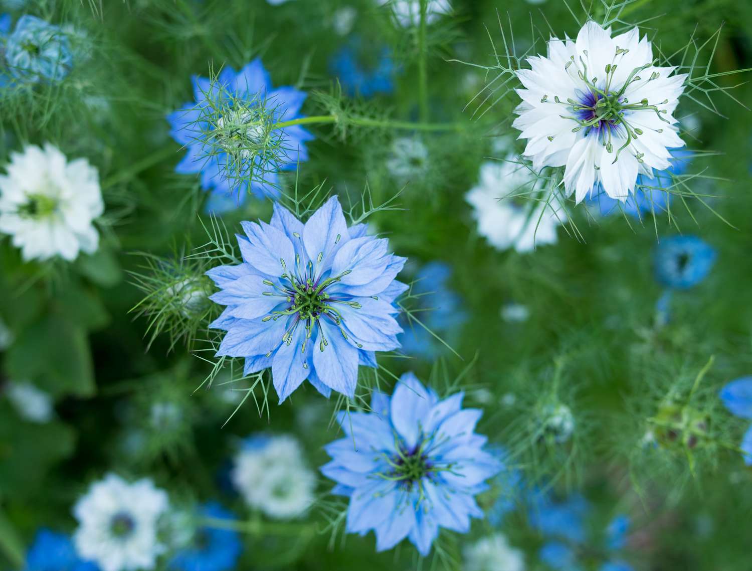 Heirloom Nigella Damascus Flower seeds for Planting Bright Blooms Heirloom & GMO Free Seeds for Home Garden
