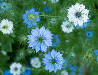 Heirloom Nigella Damascus Flower seeds for Planting Bright Blooms Heirloom & GMO Free Seeds for Home Garden