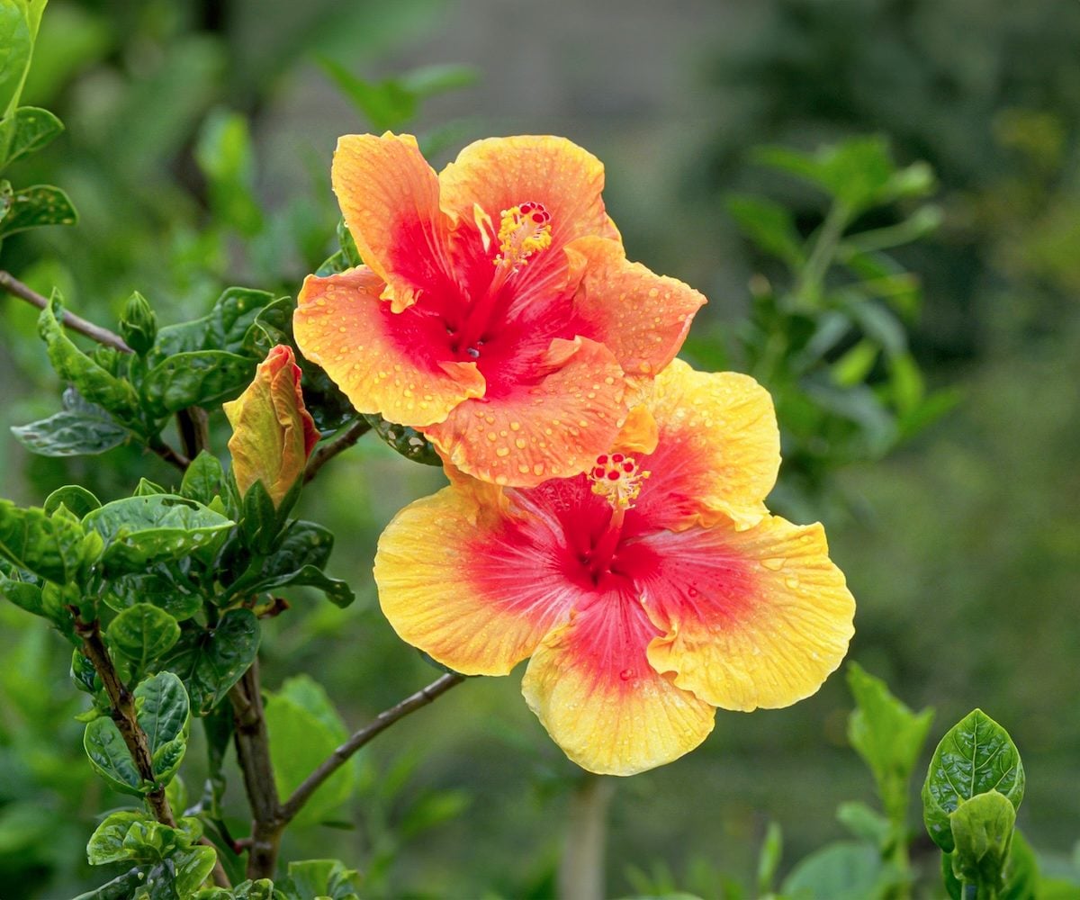 Hibiscus Flower seeds for Planting - Sun Loving, Heirloom & GMO Free Seeds for Home Garden