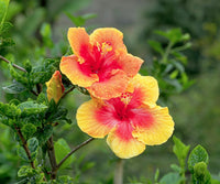 Hibiscus Flower seeds for Planting - Sun Loving, Heirloom & GMO Free Seeds for Home Garden