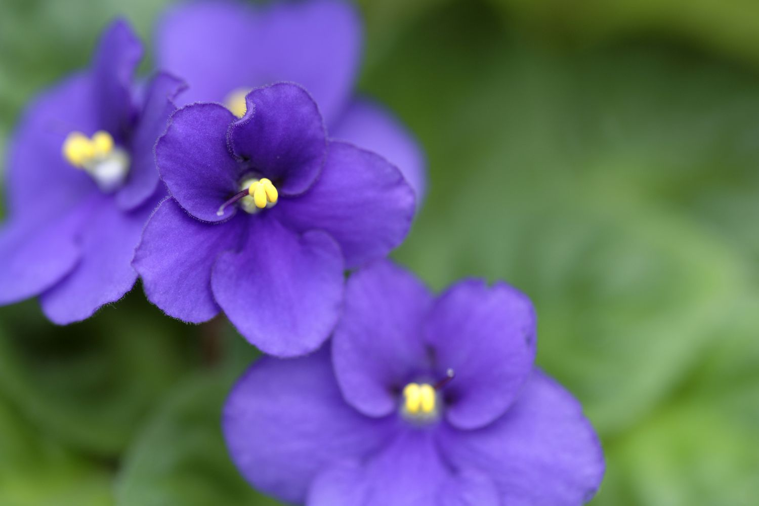 Sellify Flower seeds for Planting Sun Loving Heirloom & GMO Free Seeds for Home Garden 
 
 Sale