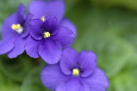Sellify Flower seeds for Planting Sun Loving Heirloom & GMO Free Seeds for Home Garden 
 
 Sale