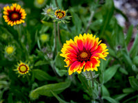 Helenium Flower seeds for Planting Bright Blooms Heirloom & GMO Free Seeds for Home Garden