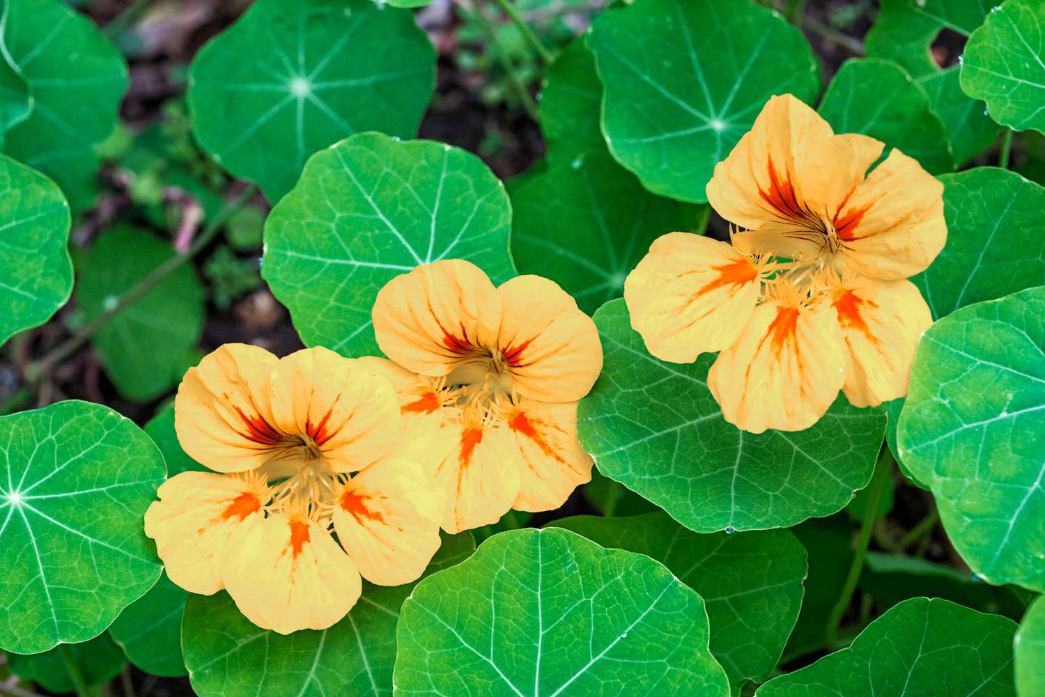 White Nasturtium Flower Seeds – Perfect Borders Heirloom & NonGMO Seeds for Home Garden
 
 Sale