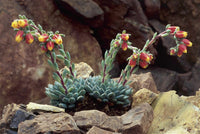 Succulents Flower seeds for Planting Cottage Garden Essential Heirloom & GMO Free Seeds for Home Garden