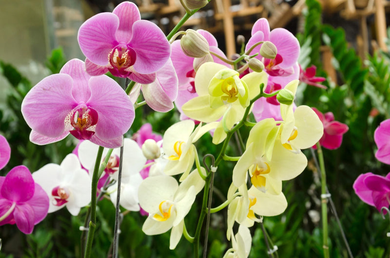 Mixed Phalaenopsis Flower Seeds for Planting - Exotic and Colorful Orchid Varieties for Your Garden