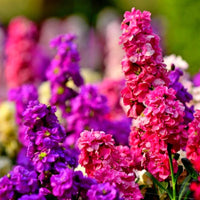 Purple Hoary Stock Flower seeds for Planting - Compact Growth, Heirloom & GMO Free Seeds for Home Garden