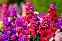 Baby Pink Matthiola Incana Flower seeds for Planting - Fragrant Blossoms, Heirloom & GMO Free Seeds for Home Garden