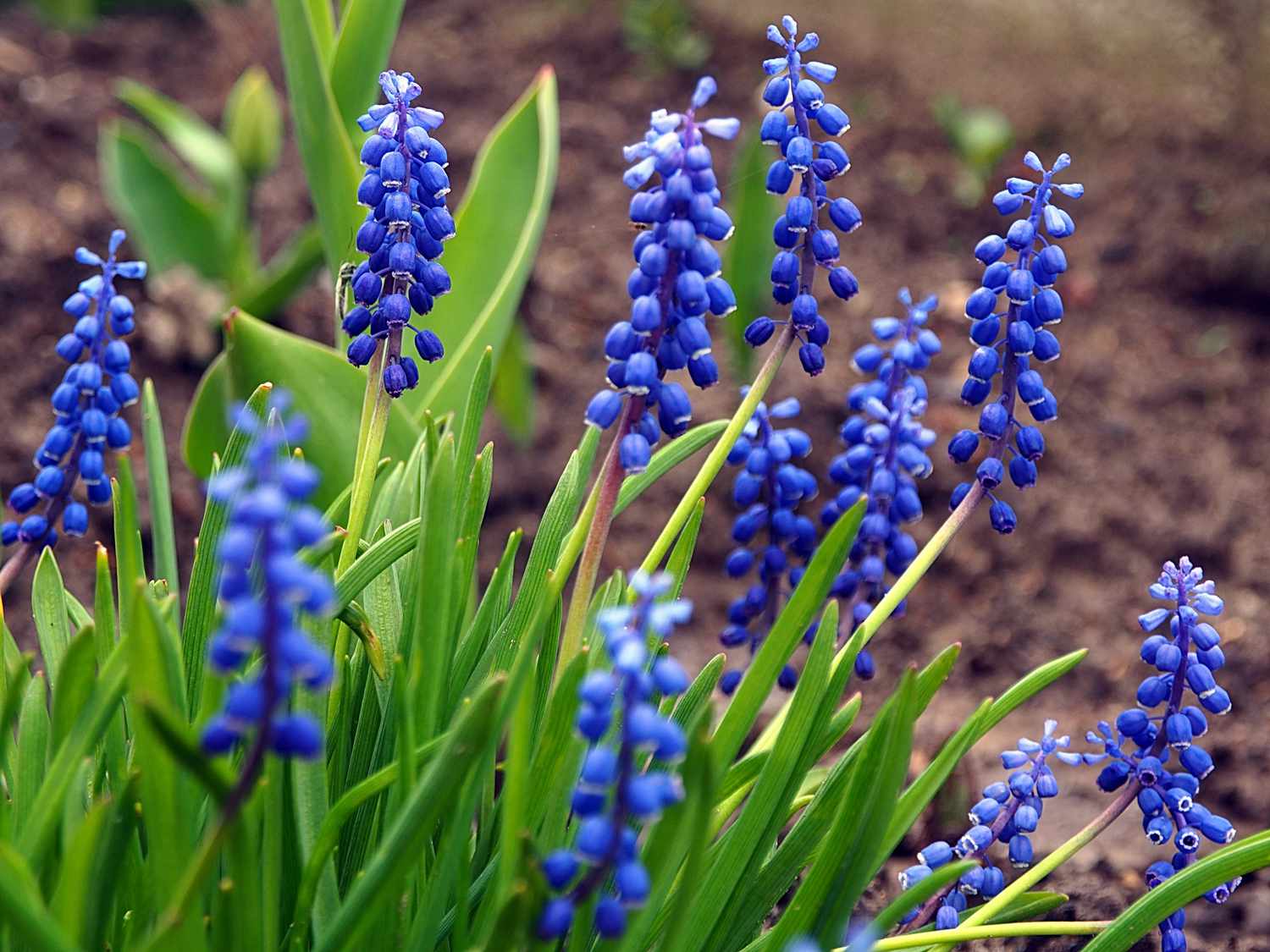 Blue Perennial Flower seeds for Planting Cut Flower Favorite Heirloom & GMO Free Seeds for Home Garden