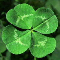 Green Leaf Clover Flower seeds for Planting Colorful Display Heirloom & GMO Free Seeds for Home Garden 
 
 Sale