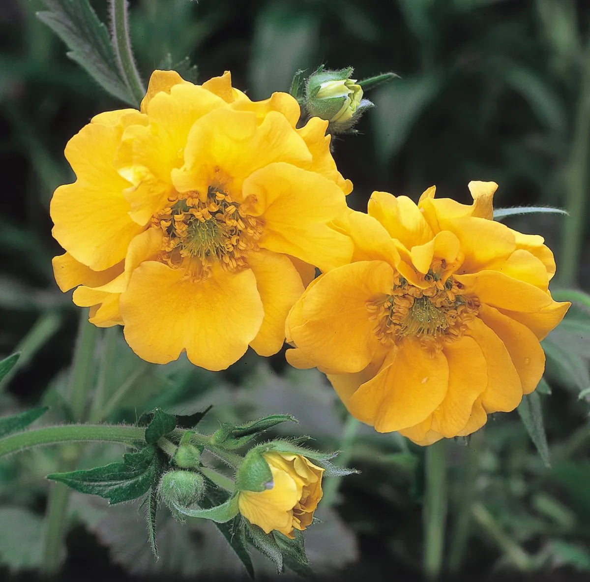 Lady Stratheden Flower seeds for Planting Premium Quality Heirloom & GMO Free Seeds for Home Garden