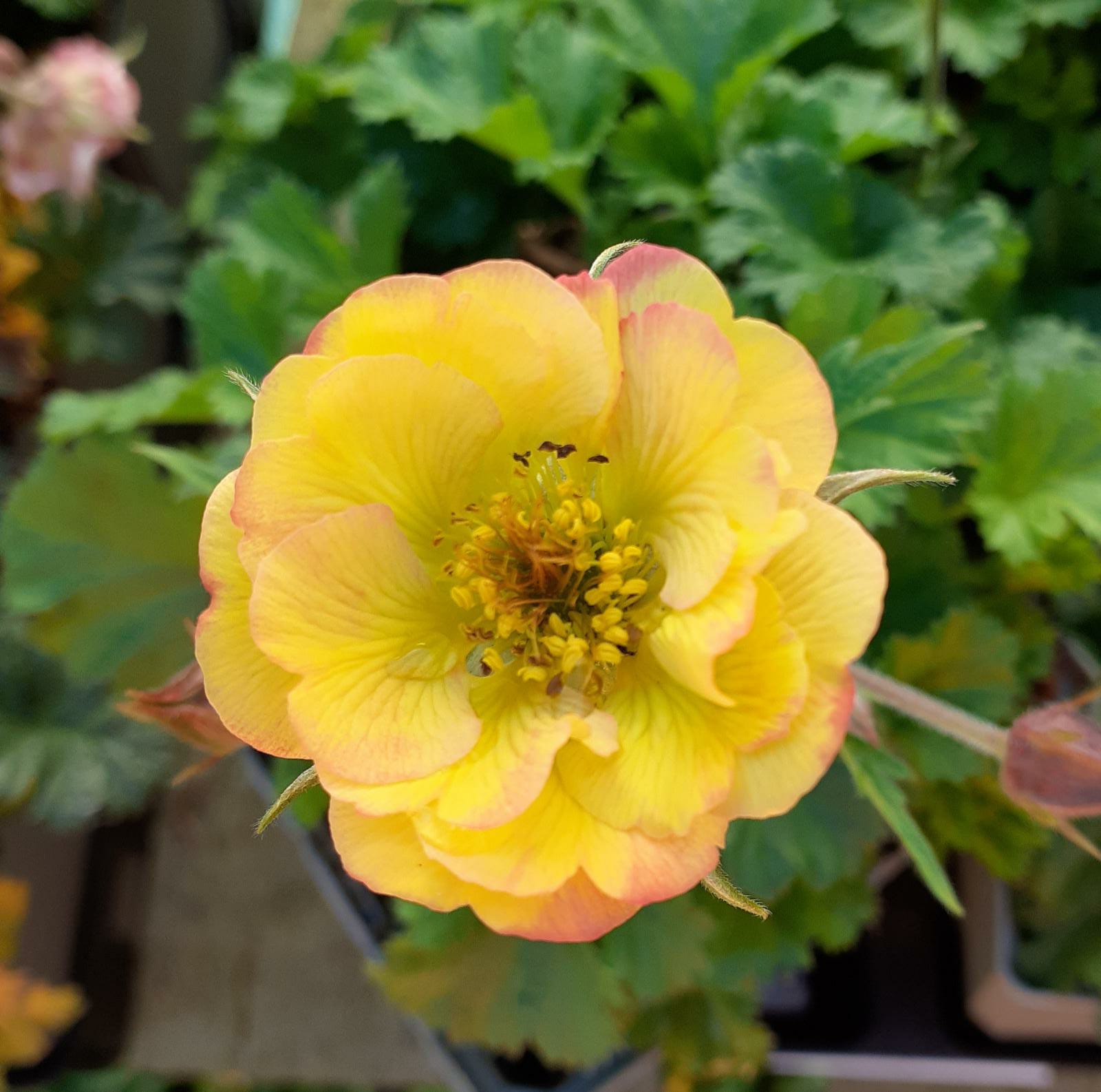 Yellow Avens Sunrise Flower seeds for Planting - Vibrant Colors, Heirloom & GMO Free Seeds for Home Garden