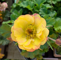 Yellow Avens Sunrise Flower seeds for Planting - Vibrant Colors, Heirloom & GMO Free Seeds for Home Garden