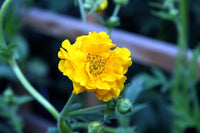 Lady Stratheden Flower seeds for Planting Premium Quality Heirloom & GMO Free Seeds for Home Garden
