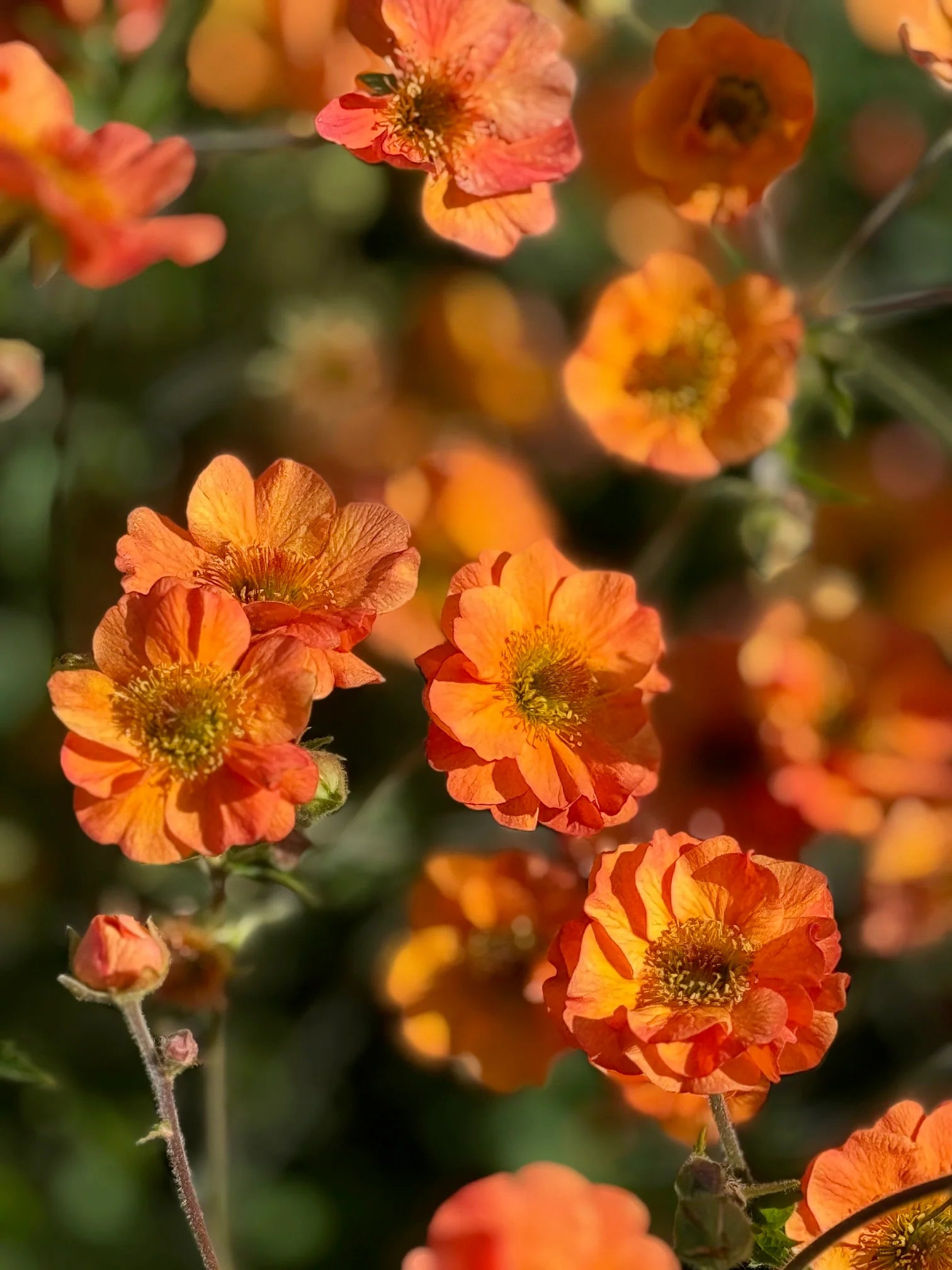 Geum Chiloense Flower seeds for Planting Fragrant Blossoms Heirloom & GMO Free Seeds for Home Garden