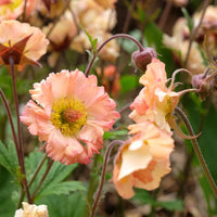 Geum Flower seeds for Planting Fragrant Blossoms Heirloom & GMO Free Seeds for Home Garden