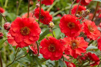 Geum Flower seeds for Planting Low Maintenance Heirloom & GMO Free Seeds for Home Garden