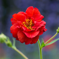 Red Bradshaw Flower seeds for Planting - Easy to Grow, Heirloom & GMO Free Seeds for Home Garden